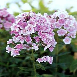 Phlox paniculata Franz Schubert - Bloom