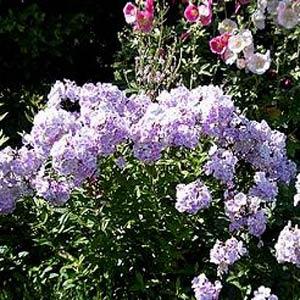 Phlox paniculata Franz Schubert - Garden