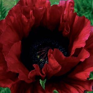 Papaver orientale Heartbeat - Bloom