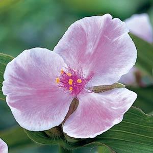 Tradescantia andersoniana Pink Chablis - Bloom