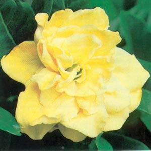 Golden Magic Gardenia - Bloom