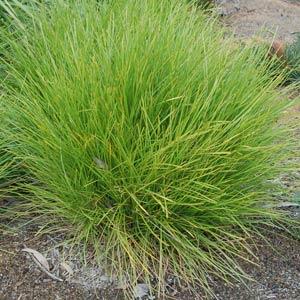 Lomandra Little Con