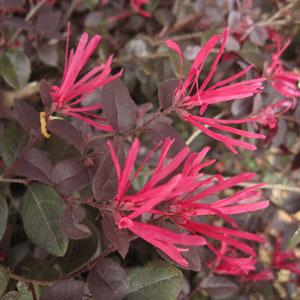 Cerise Charm Loropetalum - Bloom