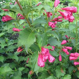 Magical Pink Weigela - Bloom