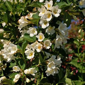 Magical White Weigela - Bloom