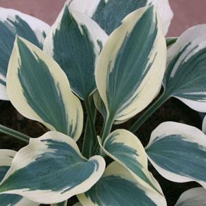 Hosta Great Escape - Bloom