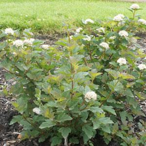 Caramel Candy Physocarpus - Garden