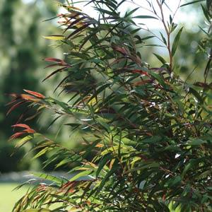 Burgundy Agonis - Landscape