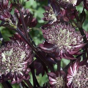 Astrantia major Star Of Fire - Bloom