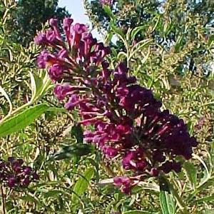 Buddleia davidii Nanho Blue - Bloom