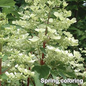 Hydrangea Paniculata Fire And Ice