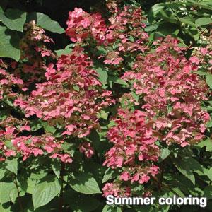 Fire And Ice Hydrangea paniculata - Container