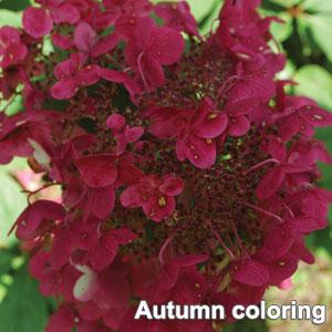 Fire And Ice Hydrangea paniculata - Cutflower