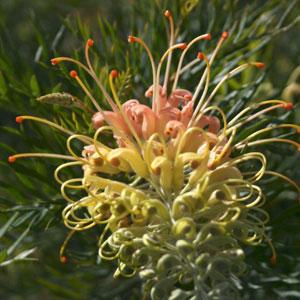 Peaches And Cream Grevillea - Bloom