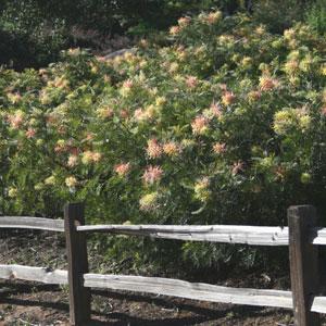 Peaches And Cream Grevillea - Landscape