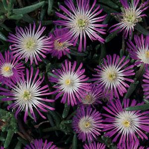 Delosperma floribunda Sequins - Bloom