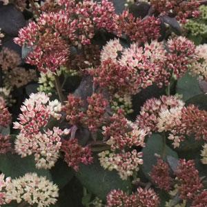 Sedum Rainbow Xenox - Bloom