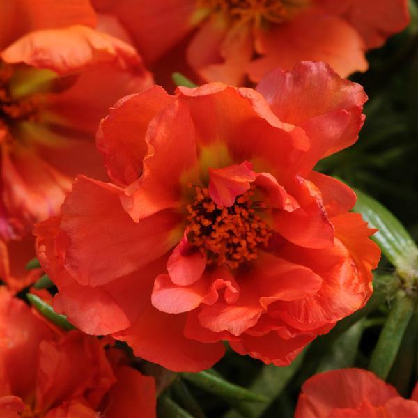 Happy Hour™ Orange Portulaca - Bloom