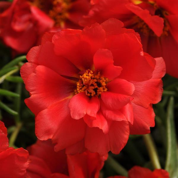 Happy Hour™ Deep Red Portulaca - Bloom