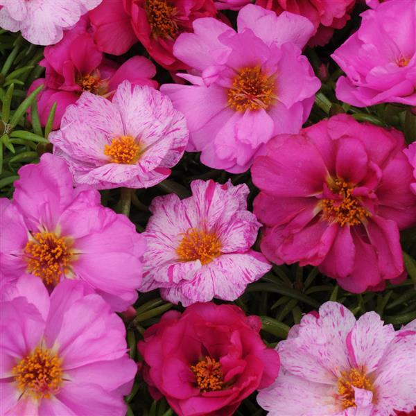 Happy Hour™ Pink Passion Mixture Portulaca - Bloom