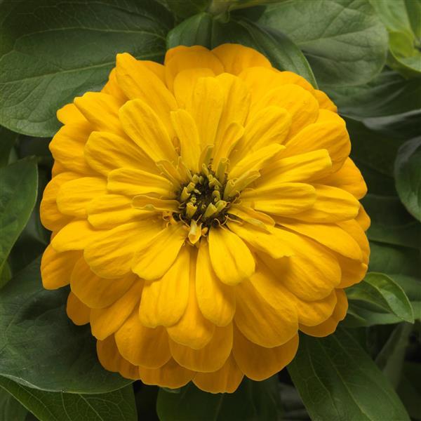 Zesty™ Yellow Zinnia - Bloom