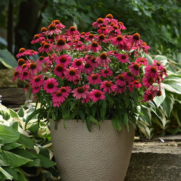 Echinacea Artisan™ Collection Brilliant Rose - Container