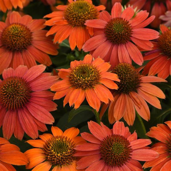 Echinacea Artisan™ Collection Red Ombre - Bloom
