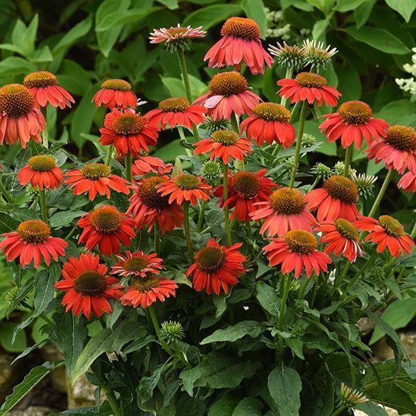 Echinacea Artisan™ Collection Red Ombre - Commercial Landscape 1