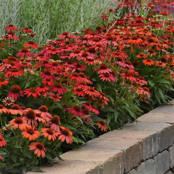 Echinacea Artisan™ Collection Red Ombre - Commercial Landscape 2