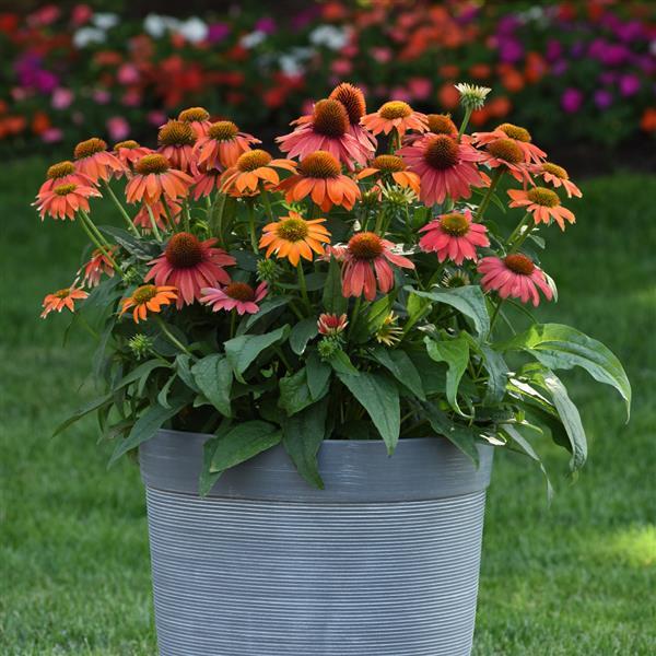 Echinacea Artisan™ Collection Red Ombre - Container