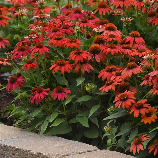 Echinacea Artisan™ Collection Red Ombre - Landscape