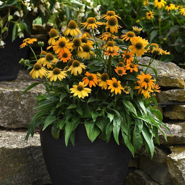 Echinacea Artisan™ Collection Yellow Ombre - Container