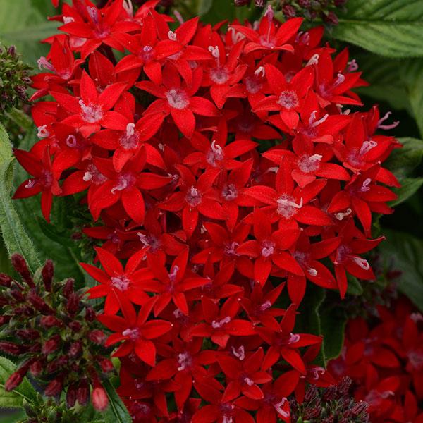 Lucky Star® Dark Red Pentas - Bloom