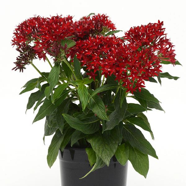 Lucky Star® Dark Red Pentas - Container