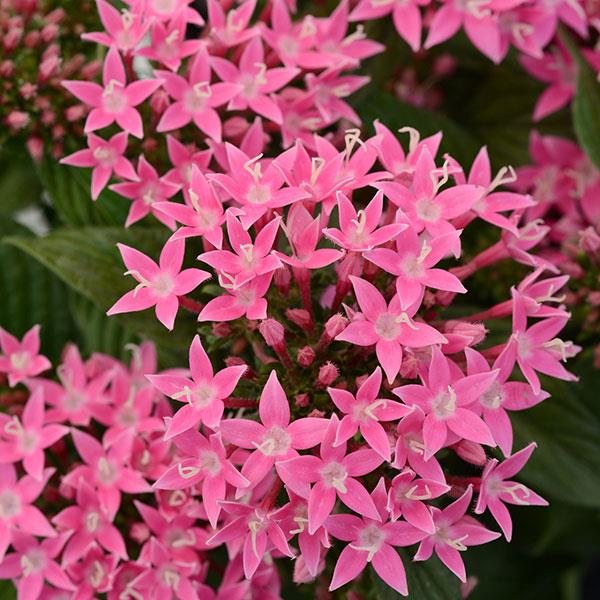 Lucky Star® Deep Pink Pentas - Bloom