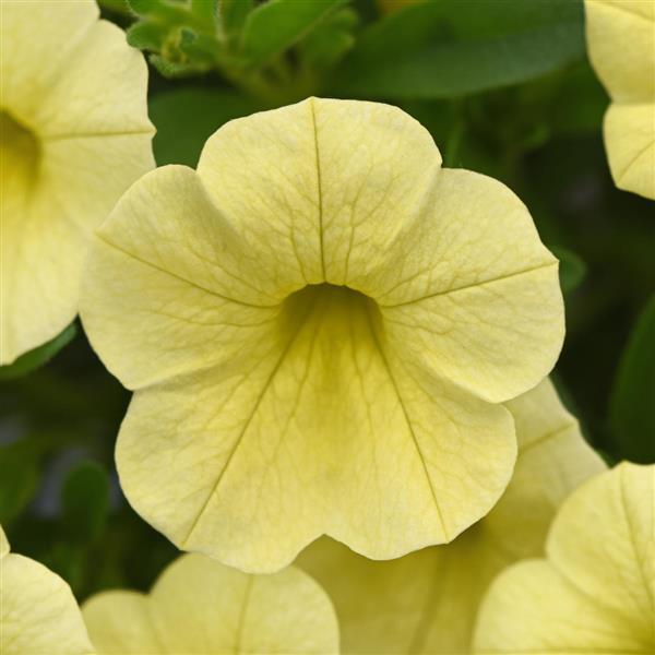 Cabaret® Lemon Yellow Calibrachoa - Bloom