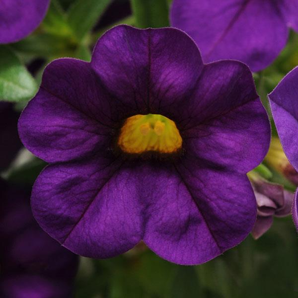 Cabaret® Purple Calibrachoa - Bloom