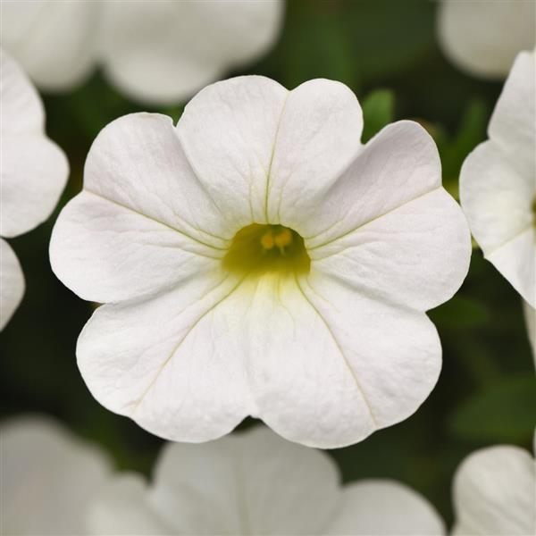 Cabaret® Bright White Calibrachoa - Bloom