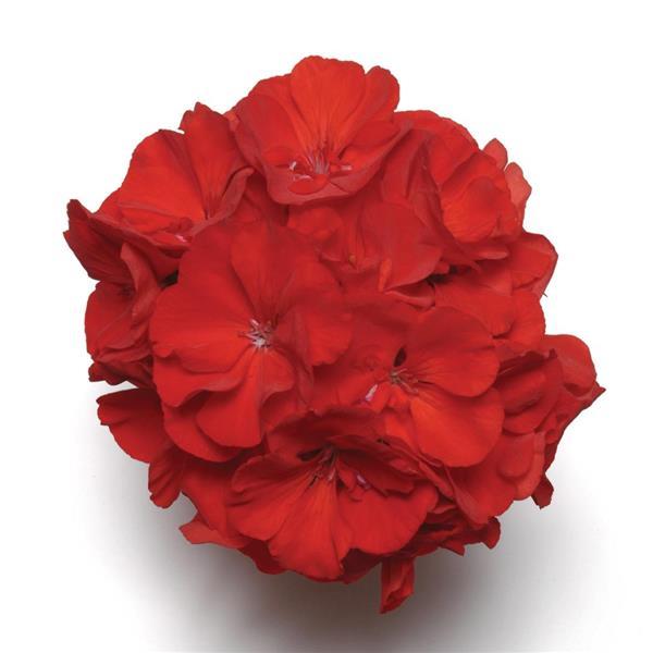 Fantasia® Cardinal Red Zonal Geranium - Bloom