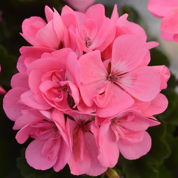 Fantasia® Pink Zonal Geranium - Bloom