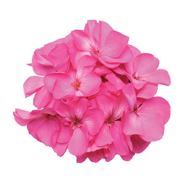 Fantasia® Shocking Pink Zonal Geranium - Bloom
