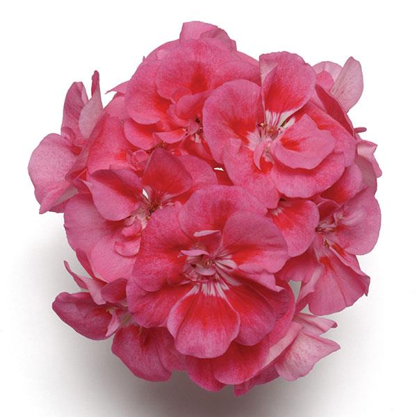 Fantasia® Strawberry Sizzle Zonal Geranium - Bloom