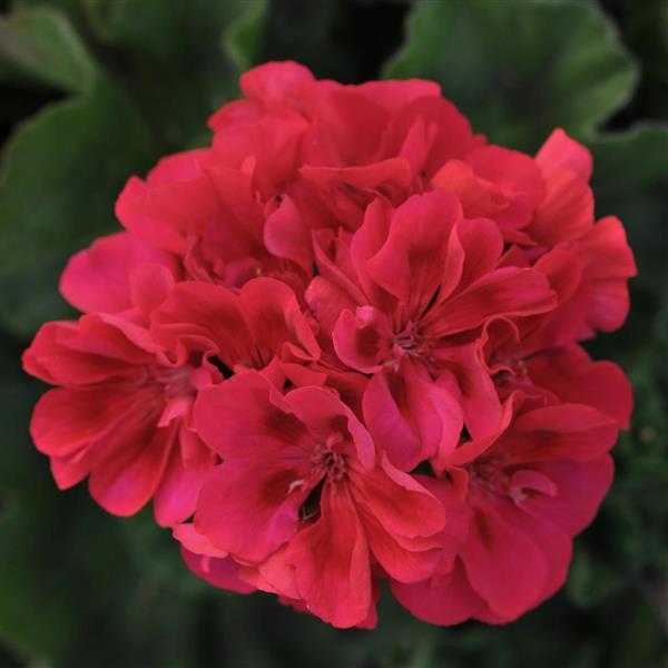 Fantasia® Cranberry Sizzle Zonal Geranium - Bloom