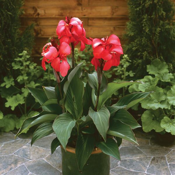 Cannova® Rose Canna - Container