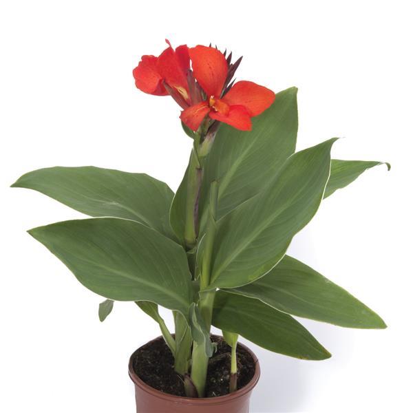 Cannova® Scarlet Canna - Container
