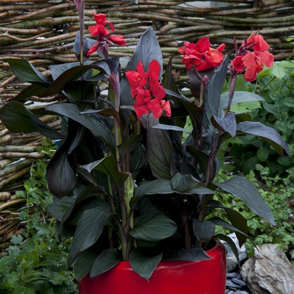 Cannova® Bronze Scarlet Canna - Container