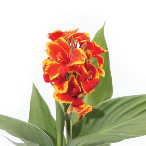Cannova® Red Golden Flame Canna - Bloom