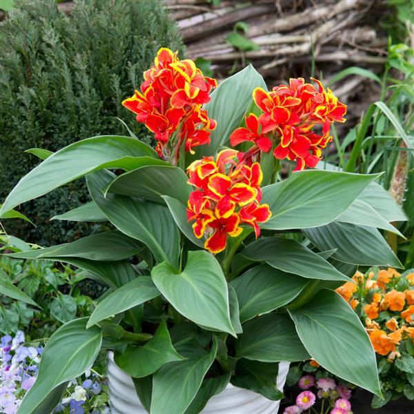Cannova® Red Golden Flame Canna - Container