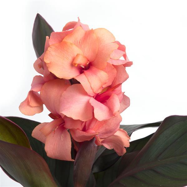 Cannova® Casa Bronze Peach Canna - Bloom