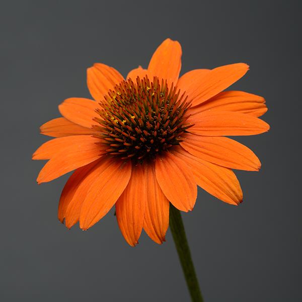 Echinacea Sombrero® Adobe Orange - Bloom